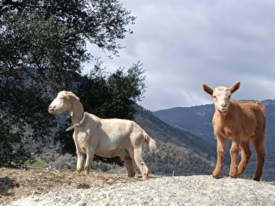 Appartement El Niuet De Cal Cacuet, La Teva Escapada Rural. à Aviá Extérieur photo